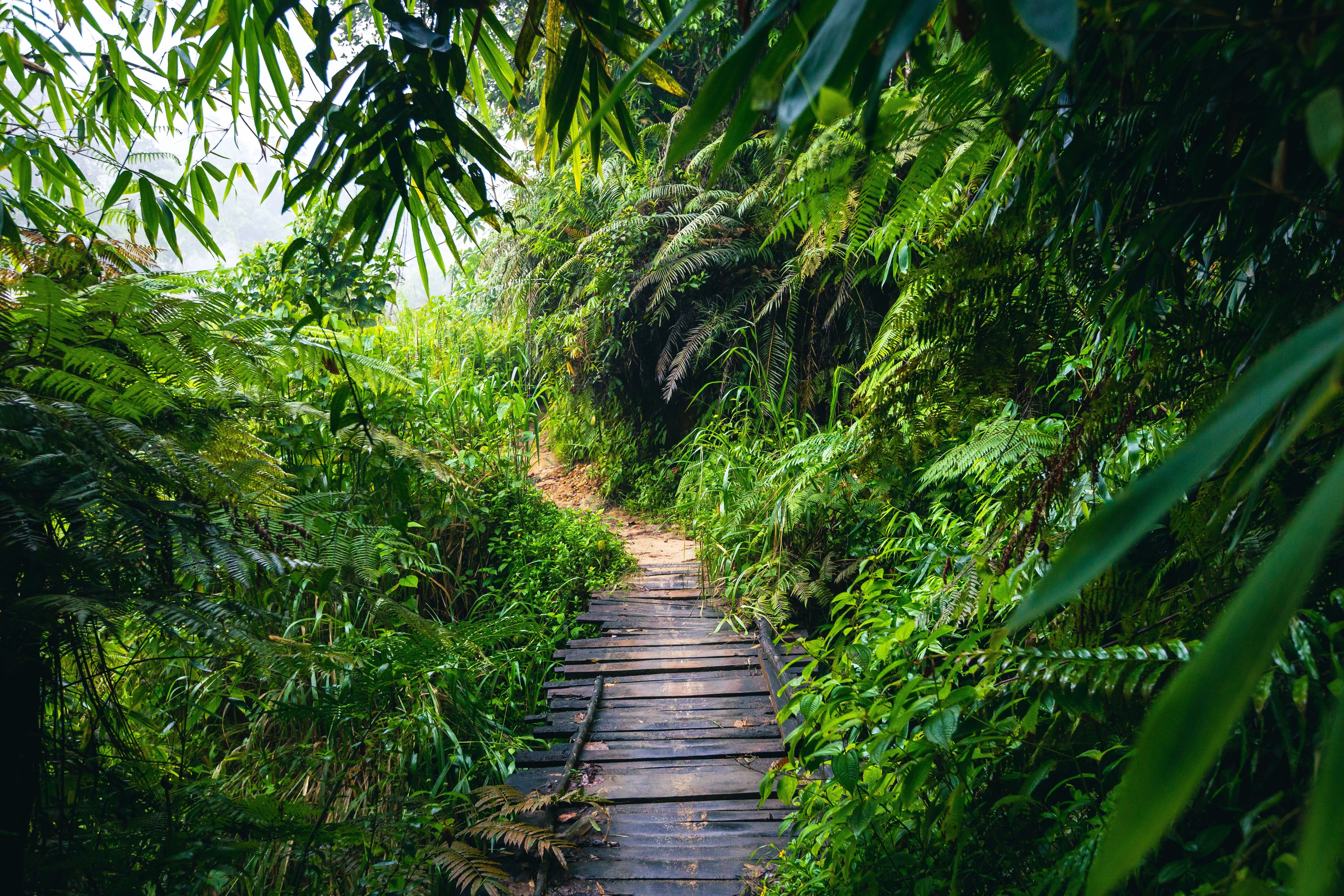 Sinharaja Rainforest
