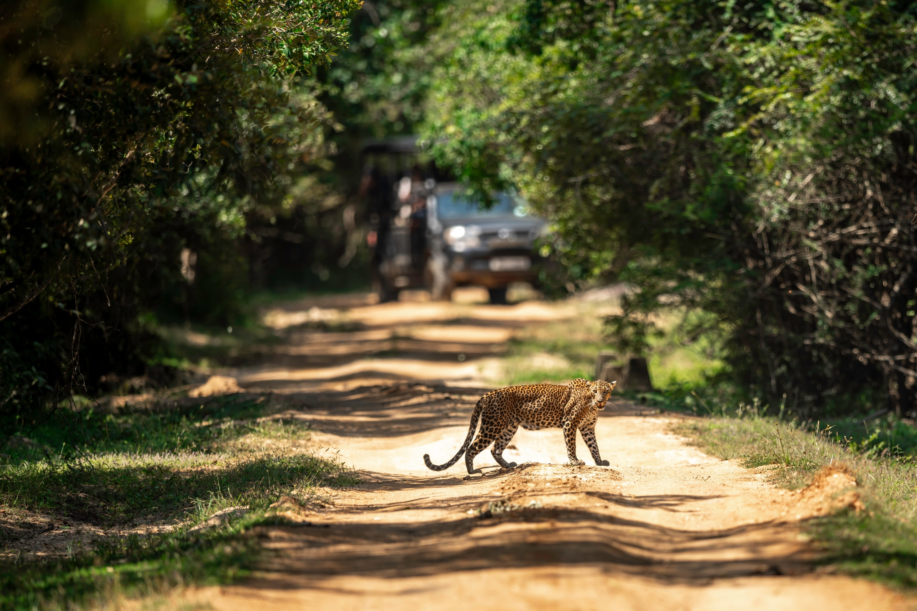 Wilpattu National Park