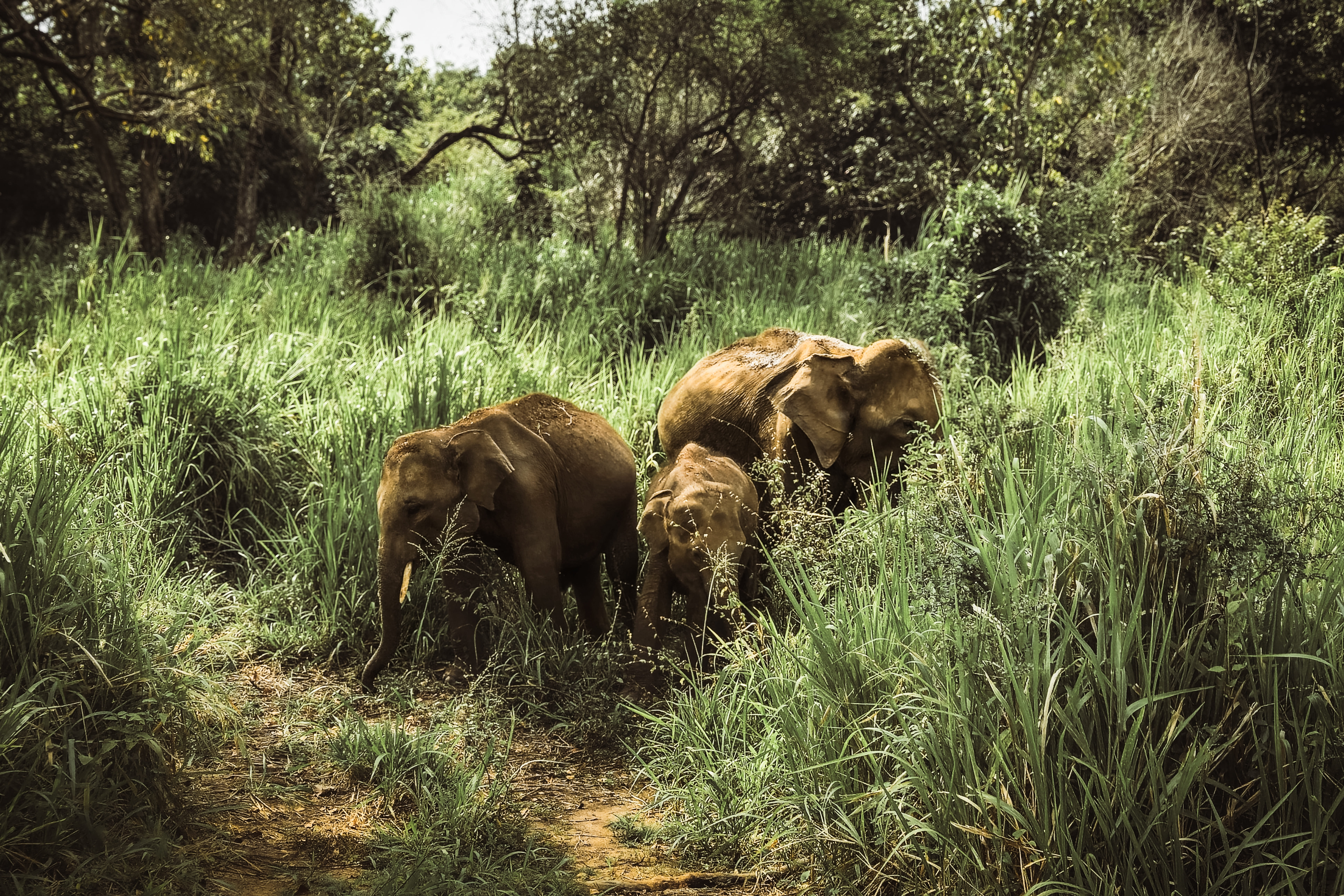 Gal Oya National Park
