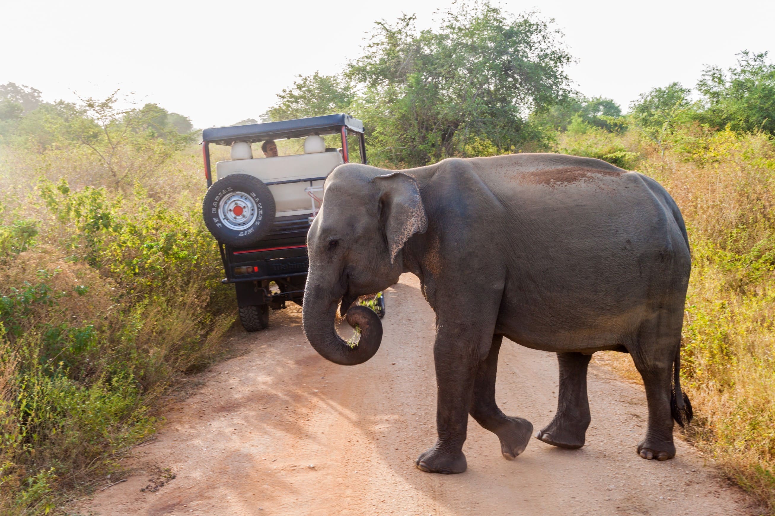Yala National Park
